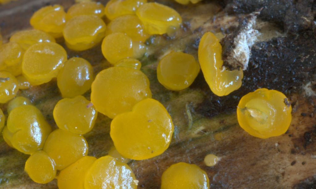 Dacrymyces variisporus